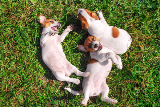 Springtime Flea and Tick Prevention: Protecting Your Pet from Pests
