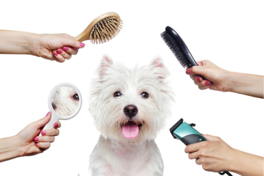 Spring into Shine: Essential Pet Grooming Tips for the Spring Season