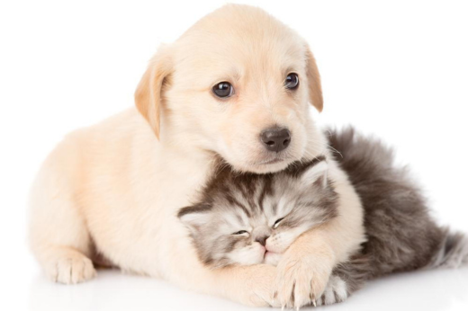 Training Your New Companion: Essential Tips for Puppies and Kittens