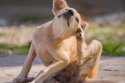 Preventing and Treating Summer Pests for Your Pets