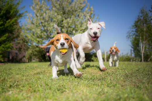 Top Outdoor Activities to Enjoy with Your Pet This Summer