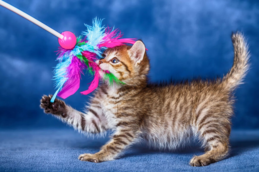The Benefits of Different Toys for Pets