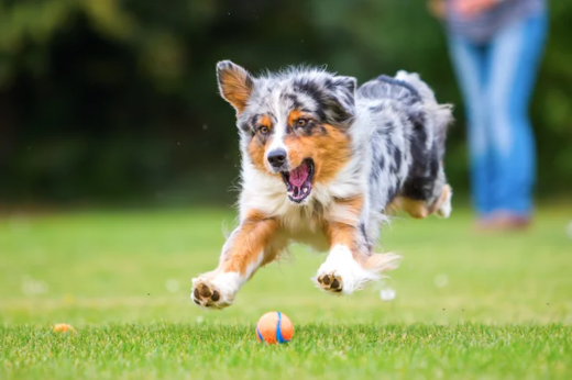 Exercise Routines for Pets: Keeping Your Furry Friends Fit and Happy