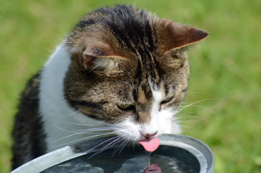 Keep Your Pets Cool and Hydrated: National Pet Hydration Awareness Month