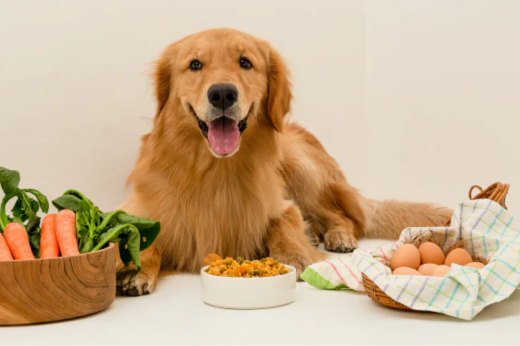 The Importance of a Balanced Diet for Your Pets