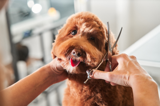 Summer Pet Grooming Tips for a Happy and Healthy Pet