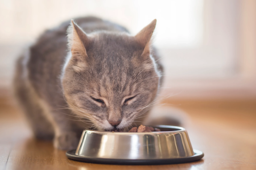 The Ultimate Guide to Choosing the Right Cat Food
