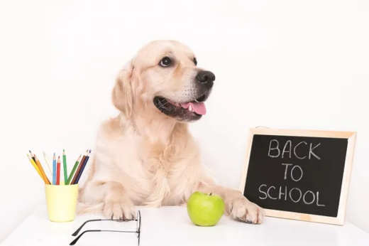 Back-to-School Pet Care Tips: Ensuring a Smooth Transition for Your Furry Friends