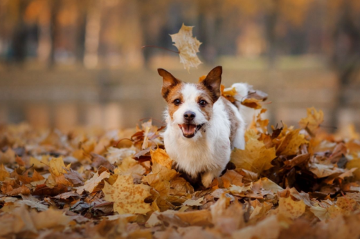 Preparing for Autumn: Seasonal Pet Care Advice