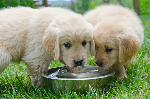 The Importance of Proper Hydration in the Autumn: Keep Your Pets Hydrated and Healthy