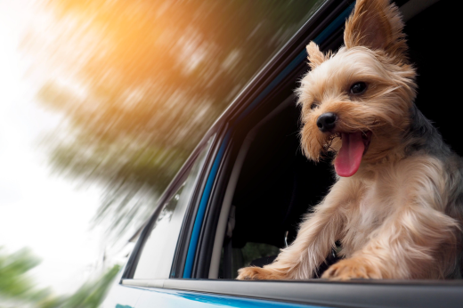 Tips For Enjoyable Car Rides With Pets | Direct4Pet