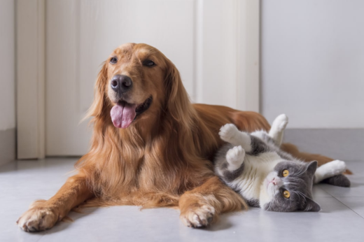 Celebrating National Animal Safety and Protection Month: A Pet Owner’s Guide