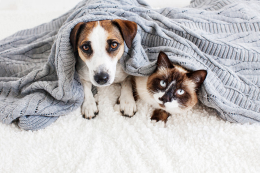 Winter Wellness: How to Keep Your Pets Happy and Healthy All Season Long