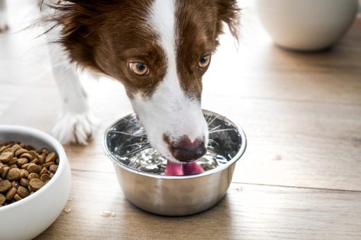 Winter Hydration: Why Your Pet Needs Water as Much as Ever