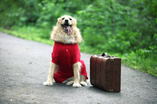 How to Calm Anxious Pets During Holiday Travel