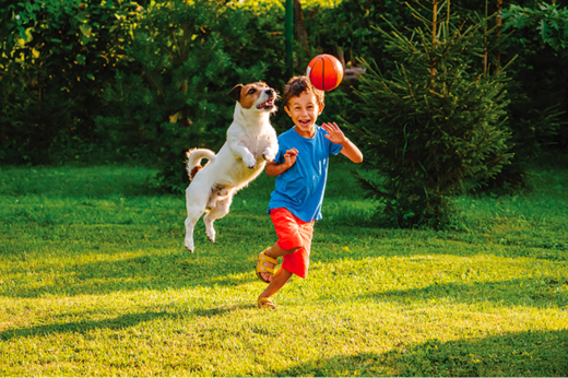 Fun and Games For Pets - Keeping Your Furry Friends Happy and Healthy