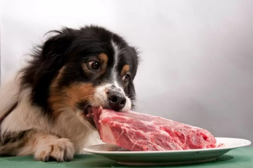 The Power of Protein: Why It’s Essential for Your Dog’s Diet
