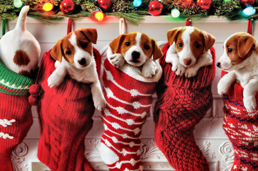 Coping with Pets at Christmas: A Guide for a Stress-Free Holiday Season