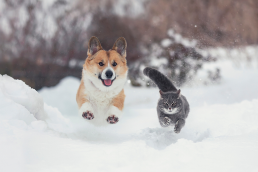 Winter Pet Care: How to Keep Your Furry Friends Warm and Safe This Season