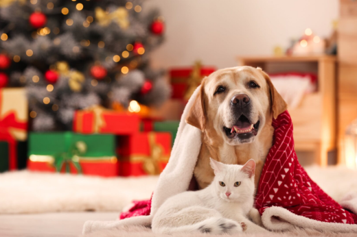 Keep Your Pets Safe and Happy This Christmas