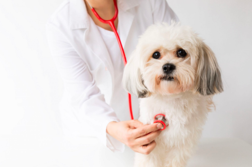 Common Pet Health Issues & How to Spot Them