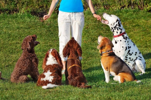 Spring Training: Refreshing Your Pet’s Obedience Skills for Outdoor Fun