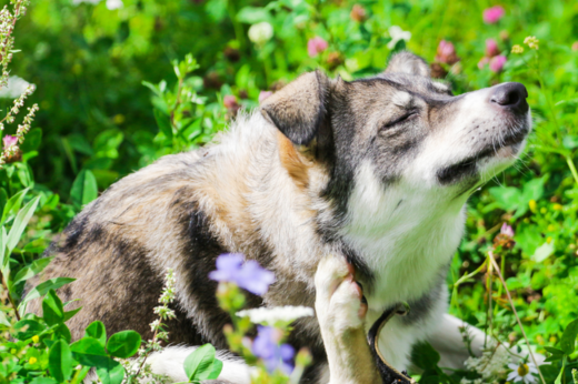 Pet Allergies: What to Watch for This Spring