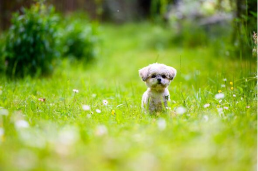 How to Create a Safe, Pet-Friendly Garden for Spring
