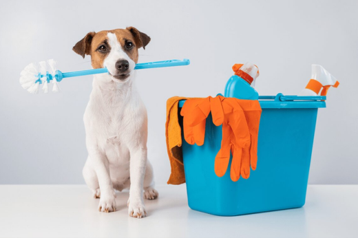 Spring Cleaning for Pet Owners: Tips for a Fresh Start
