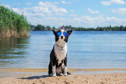 Everything You Need to Know to Keep Your Pets Cool, Comfortable, and Protected This Season