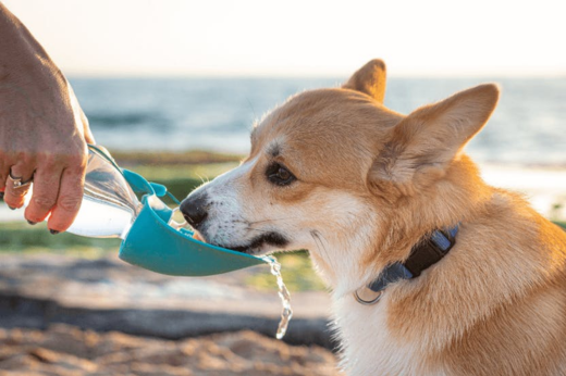 How to Keep Your Pets Cool as Temperatures Rise