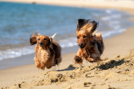Beach Day with Your Dog? Here’s What to Pack