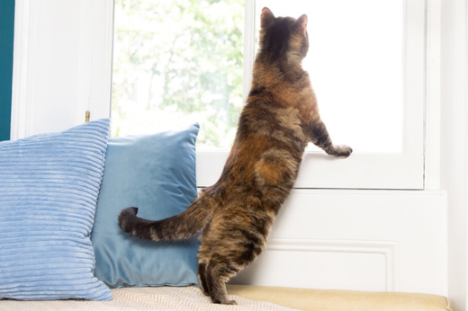 How to Keep Indoor Cats Stimulated During the Summer Months
