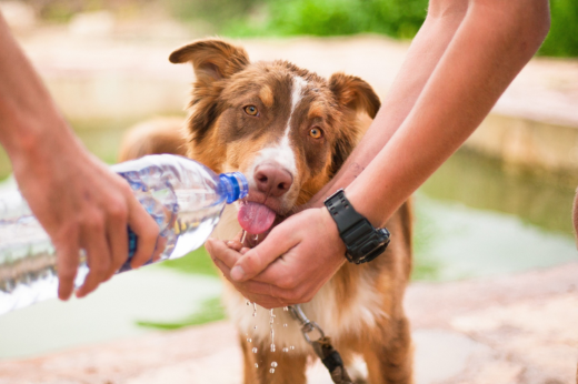 The Ultimate Guide to Pet Hydration: Signs, Tips, and Products