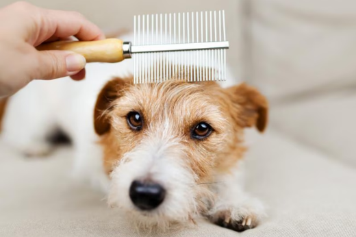 Why Flea and Tick Prevention Is Crucial in the Summer Months