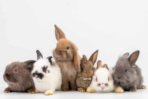 Celebrating Rabbit Awareness Week 2025: The Ultimate Guide to Happy, Healthy Bunnies