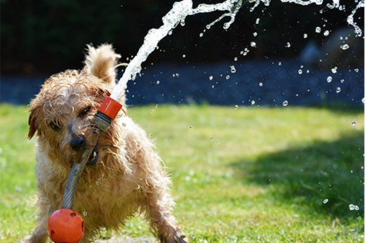 10 Summer Hazards for Pets (And How to Avoid Them)