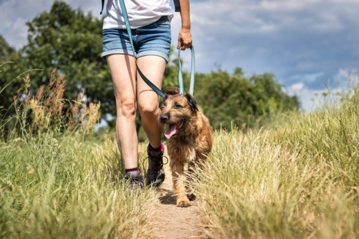 Hot Weather Warning Signs: When Is It Too Hot to Walk Your Dog?