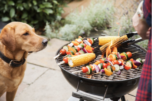 Grill Time, Chill Time: How to Keep Your Pet Calm and Safe During BBQs