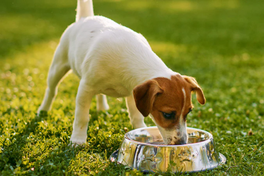 National Pet Hydration Awareness Month: The Complete Guide to Keeping Your Pet Properly Hydrated This Summer