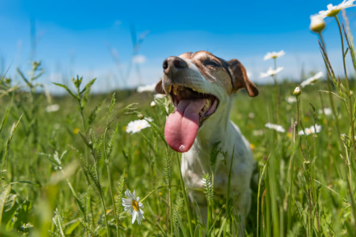 Late Summer Pet Safety: Wasps, Algae, and Other Sneaky Dangers