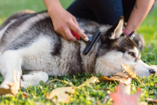 Pet Shedding Myths Busted: How to Keep Fur Under Control as Seasons Change