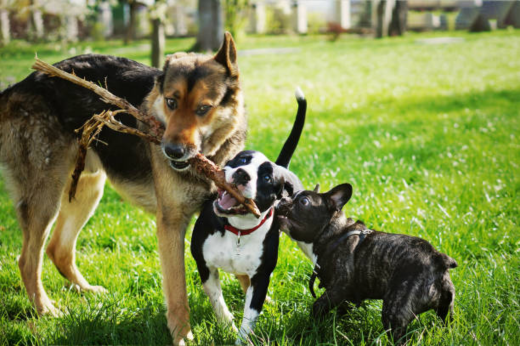 Celebrating National Dog Day 2025: A Tribute to Our Loyal Companions