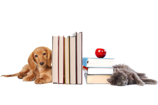 Back-to-School Blues: Helping Pets Adjust When the Kids Return to Class