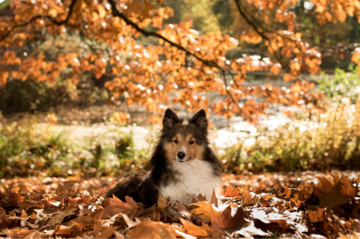 Autumn Grooming Checklist for Dogs & Cats: Keep Their Coats Healthy This Season