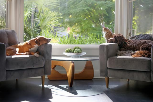 Indoor Enrichment Ideas When Outdoor Time Shrinks