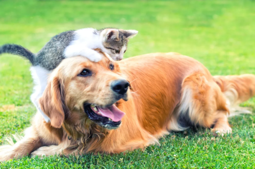 Celebrate National Pet Wellness Month: A Complete Guide to Keeping Your Pet Healthy & Happy