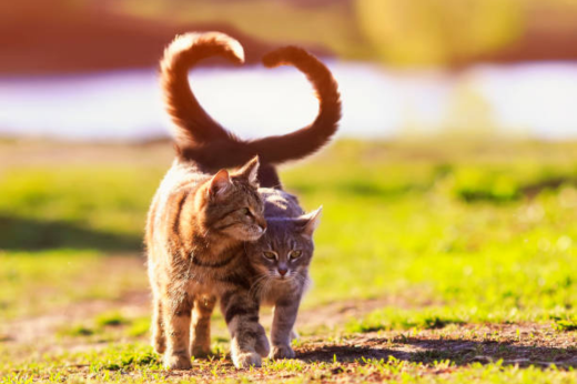 Celebrate National Cat Day: Simple Ways to Make Your Cat Feel Extra Loved