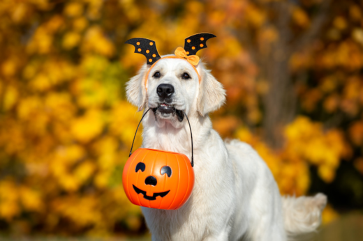 How to Keep Your Pet Calm During Halloween Fireworks and Trick-or-Treaters