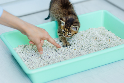 The Ultimate Guide to Cat Litter: Types, Benefits, and How Often You Should Change Them